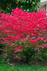 Red Burning bush Euonymus alatus Compactus tree in the garden among green trees