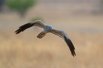 Montagu's Harrier Circus pygargus flying in the wild.