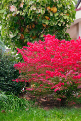Red Burning bush Euonymus alatus Compactus tree in the garden among green trees