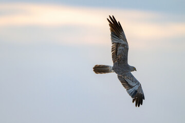 Montagu's Harrier Circus pygargus flying in the wild.