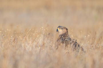 Eastern imperial eagle Aquila heliaca. Wildlife animal.