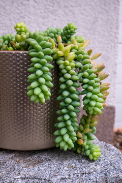 Sedum morganianum, donkey tail, burro's tail, flowering plant crassulaceae in a pot