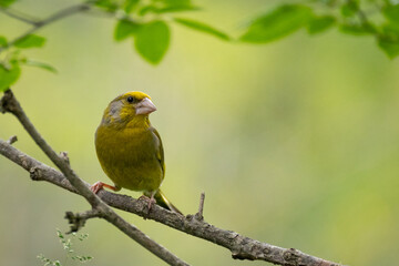 European Greenfinch Chloris chloris in the wild