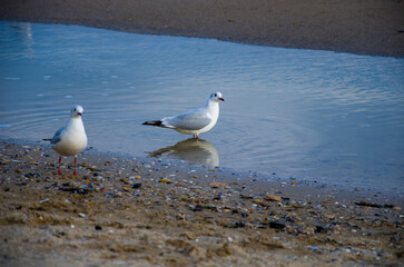 Two Gulls Wading in a Blue Tidal Pool on a Sandy Shoreline