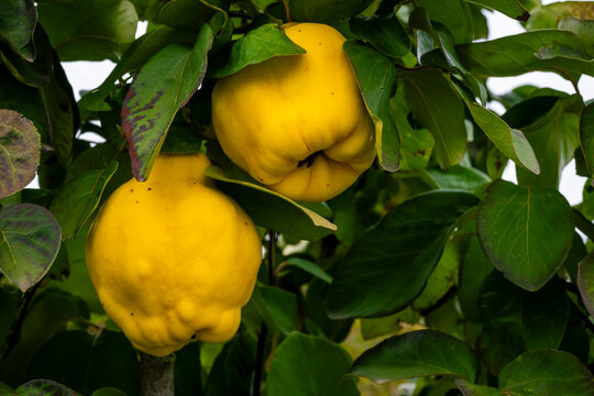 Quince Cydonia Malinae subtribe of the Rosaceae family aromatic bright golden-yellow pome fruit hanging on the branch within green leaves