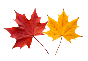 Autumn maple leaves display seasonal color changes