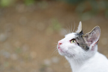 Obraz premium Cat looking up with curious expression