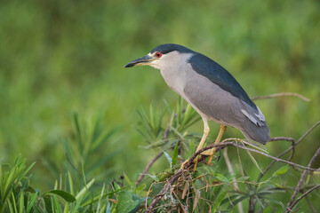 Black crowned Night Heron, Nycticorax nycticorax, Bañado La Estrella, Formosa Province, Argentina