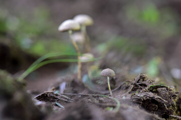 Fungus on the Calden Forest soil, La Pampa Province, Patagonia, Argentina.