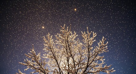Snow covered tree branches under a starry night sky