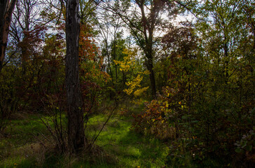 Fototapeta premium Sunlit Grass Path Through Dense Autumn Forest