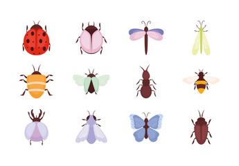 Colorful Insects Beetles Bugs Butterflies Illustration Set