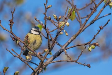 Close up of a blue tit (cyanistes caeruleus) perching on a branch