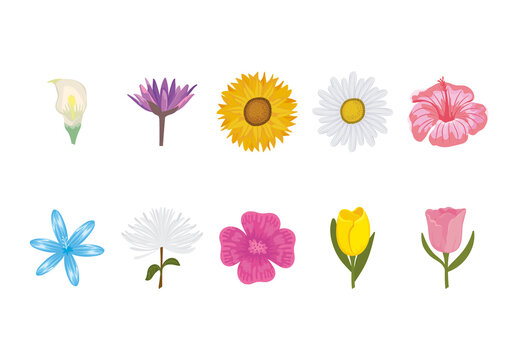 Colorful Flowers Botanical Nature Illustrations Set