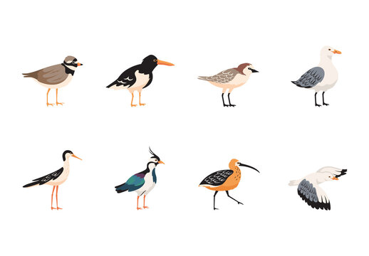 Colorful Shorebirds Fauna Illustration Set