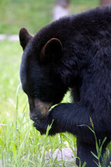 Close-up of a black bear