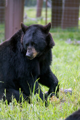 Close-up of a black bear