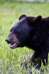 Close up of a black bear in the grass