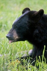 Close up of a black bear.
