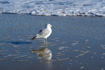 Seagull enjoying the surf