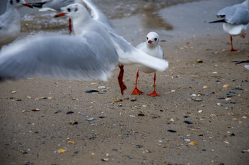 Intense Close-up of Seagull Looking at Camera as Another Flies Off with Motion Blur