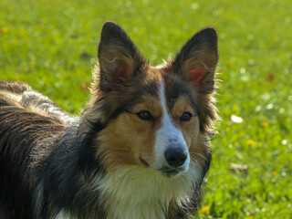 Border Collie. Dog breed. Concentrated dog. Animal photo