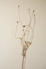 Mohnfruchtkapseln im Herbst