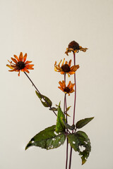 Verbl&uuml;htes Sonnenauge (Heliopsis helianthoides) im Herbst