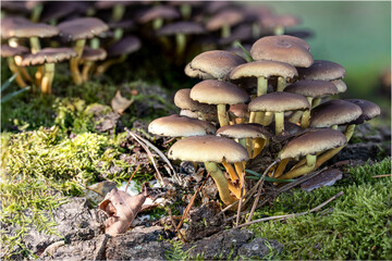 Pilze aus der Familie Hymenogatraceae