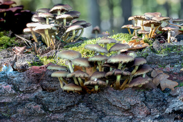 Pilze aus der Familie Hymenogatraceae