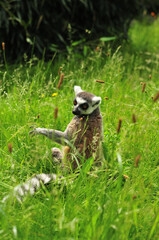Obraz premium Ringtailed lemur is playing in grass