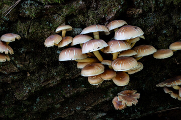 Pilze aus der Familie Hymenogatraceae