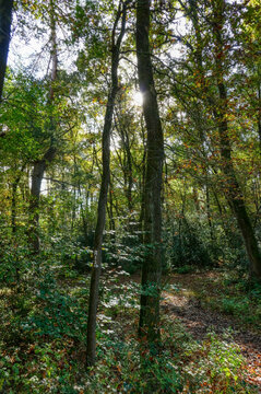 Sonne im Wald im Naturpark Hohe Mark bei Schermbeck