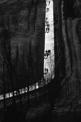 Black and white top-down view of people walking in park casting long shadows on straight path surrounded by bare trees. Minimal geometric composition.