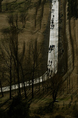 Aerial view of people walking along a straight path surrounded by tall trees and shadows in park