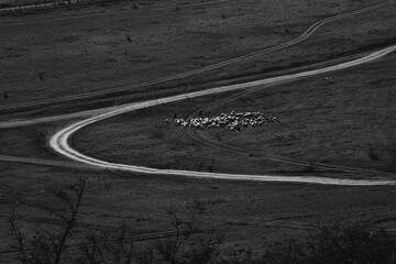 Black and white landscape with winding rural road and distant herd of sheep on field
