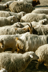 Close-up of a mixed flock of sheep walking together on a dirt road in rural countryside