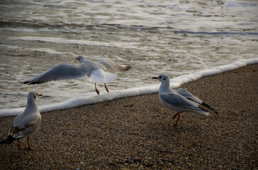 Seagulls Landing and Standing on a Pebble Beach Shoreline with Rolling Sea Waves