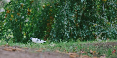 White pigeon on green grass.   Perfect for travel blogs or nature themed websites needing wildlife visuals