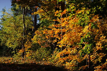 Autumn leaves show vibrant colors. Ideal for seasonal advertising campaigns