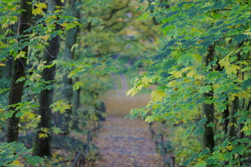 Pathway through trees. Ideal for website backgrounds