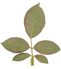 Rose branch with green leaves on stem on isolated background