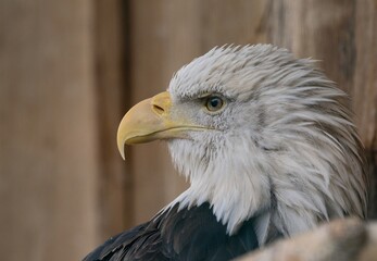 american bald eagle
