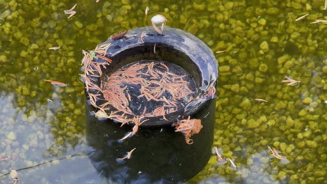 skimmer in a garden pond sucks debris from the surface of the pond