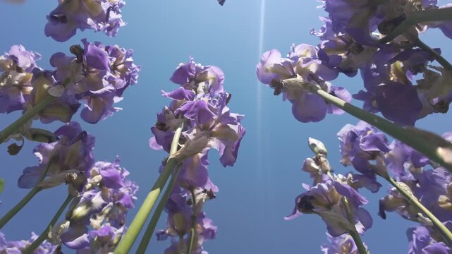 View from below of iris flowers swaying in wind against sky with bright ray of sun. Bottom-up view of long stems of iris flowers against blue sky background on sunny day, backlit by sunbeam.