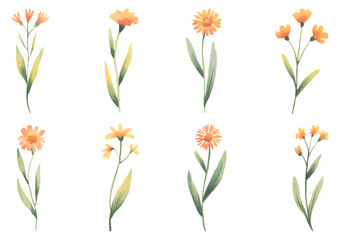 Yellow meadow daisy flowers in botanical watercolor style