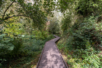 Wooden boardwalk through the woodland in Wroxham, Norfolk Broads