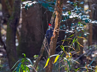 A Pileated Woodpecker Working on a Dead Tree