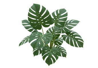 Lush monstera deliciosa plant adds vibrant life