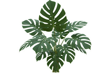 Trendy monstera plant adding fresh vibes indoors